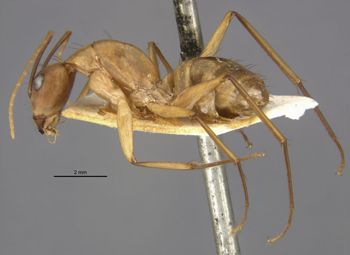 Media type: image;   Entomology 21487 Aspect: habitus lateral view